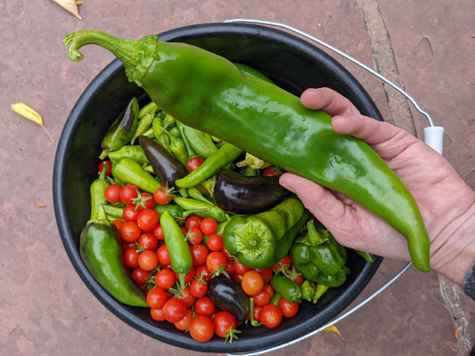 Growing Peppers in Texas