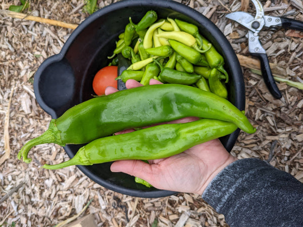 How many hatch chiles per plant?