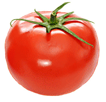 First Tomato of the Season