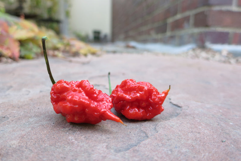 Hottest Pepper 2019

