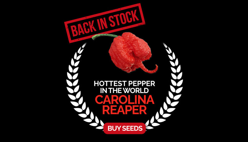 A promotional graphic for Carolina Reaper seeds featuring a fiery red pepper, bold text highlighting "Back in Stock" and "Hottest Pepper in the World," with a call-to-action button "Buy Seeds" on a black background.