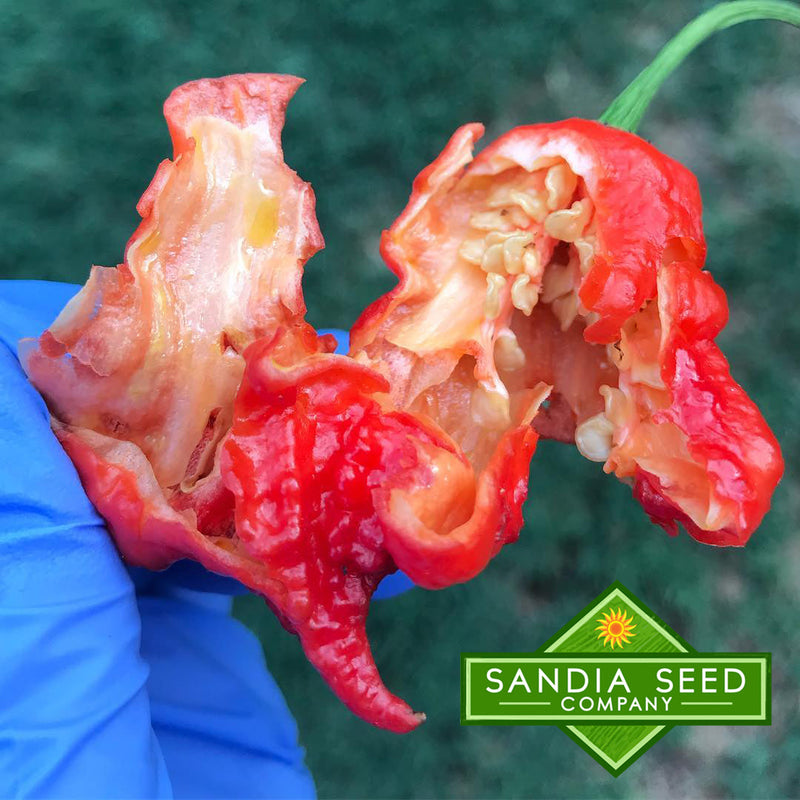 Is the Carolina Reaper the Hottest Pepper in the world?
