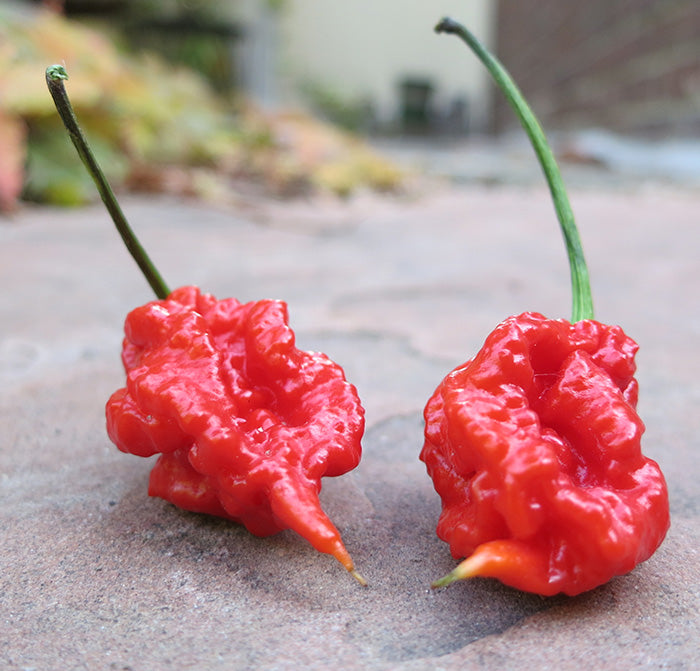 Hottest Chilli in the World 2020 - Carolina Reaper

