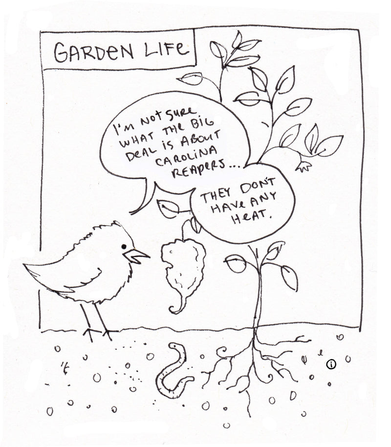 Hot Pepper Comic: A black-and-white line drawing of a garden scene featuring a bird checking out a Carolina Reaper pepper plant, with speech bubbles discussing Carolina reapers are not hot because birds don't feel heat, in a comic style.