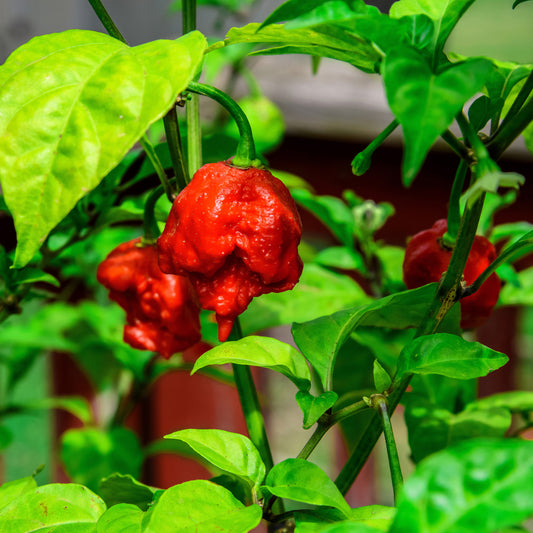 When to Harvest Carolina Reapers