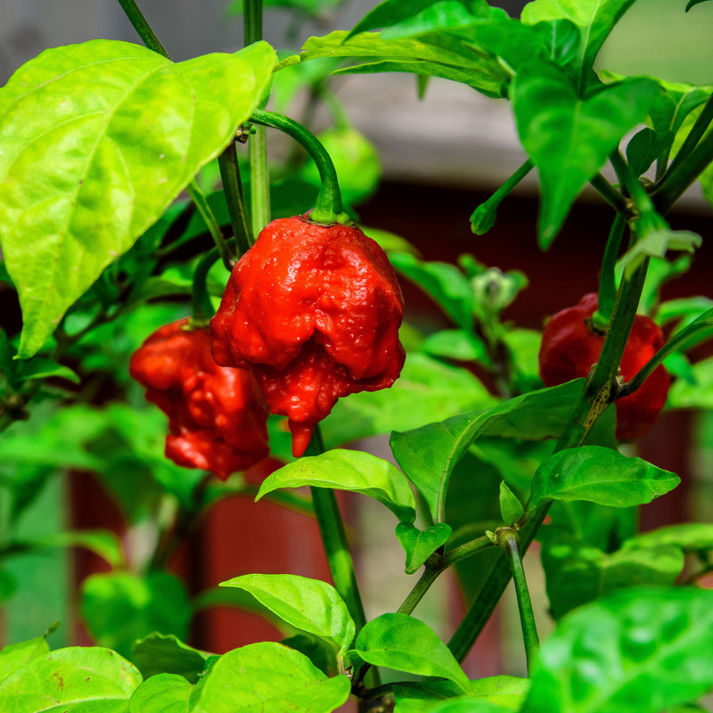 Close-up of ripe Carolina Reaper chili pepper hanging from a plant with vibrant green leaves, showcasing the fiery red color and textured surface.