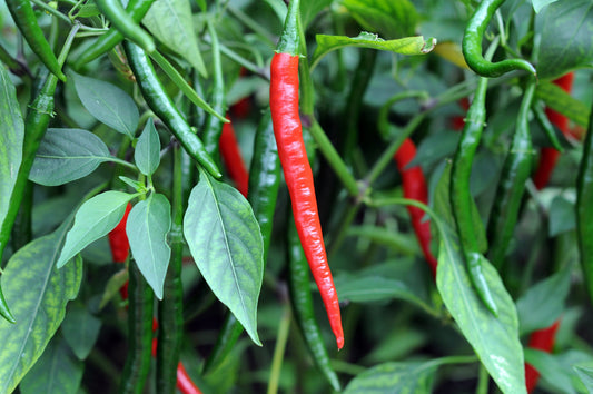 Fertilizing Peppers - Cayenne Peppers