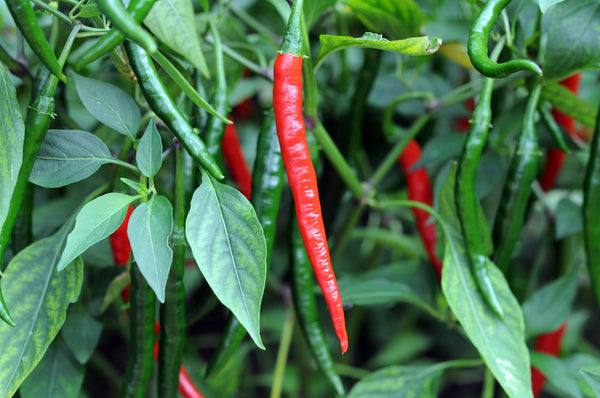 Fertilizing Peppers - Cayenne Peppers