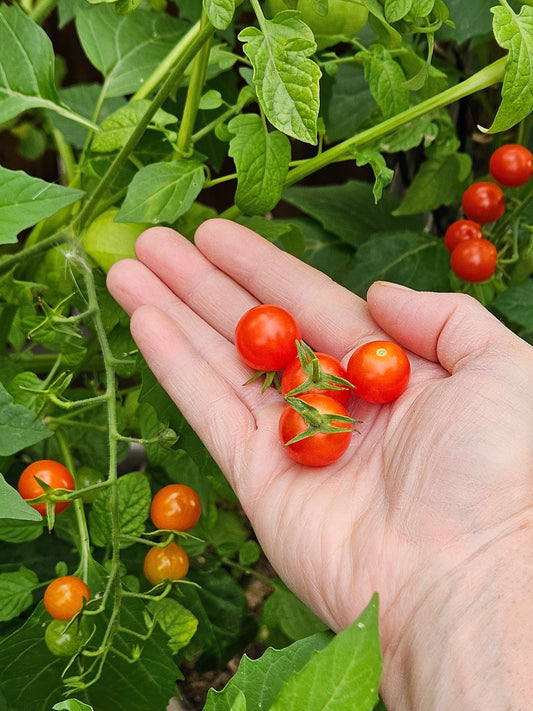 Heat Loving Vegetables - grow from seed!