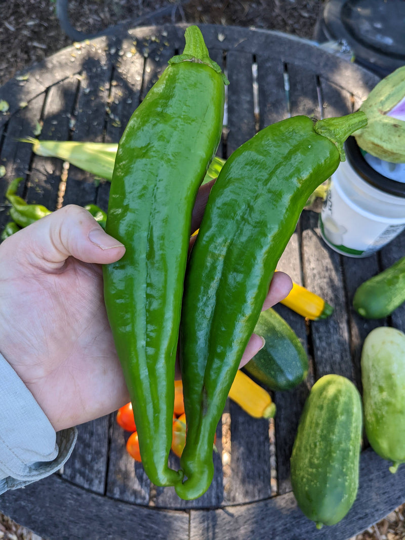 Big Jim Pepper Seeds