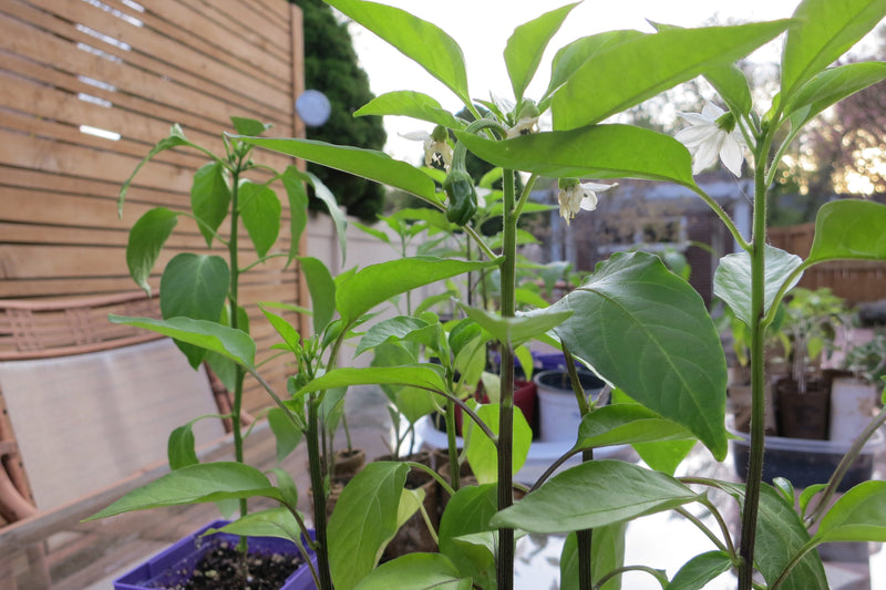 Pepper Plant Care - hardening off pepper seedlings outdoors is important

