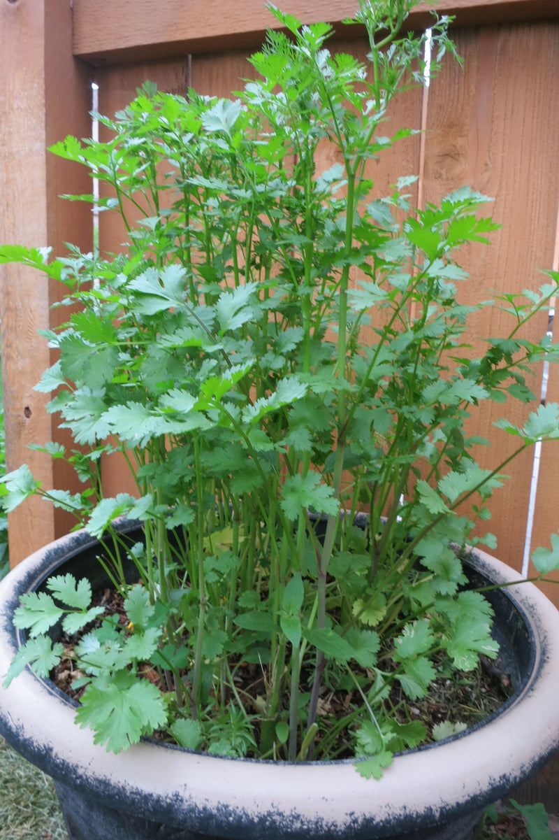 Stop Fighting Cilantro