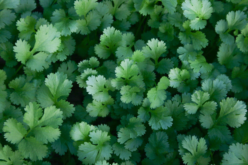 Close-up of fresh cilantro seeds and vibrant green leaves, ideal for starting cilantro seeds now in herb gardening or culinary use.