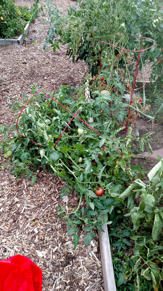 Best Tomato Cages