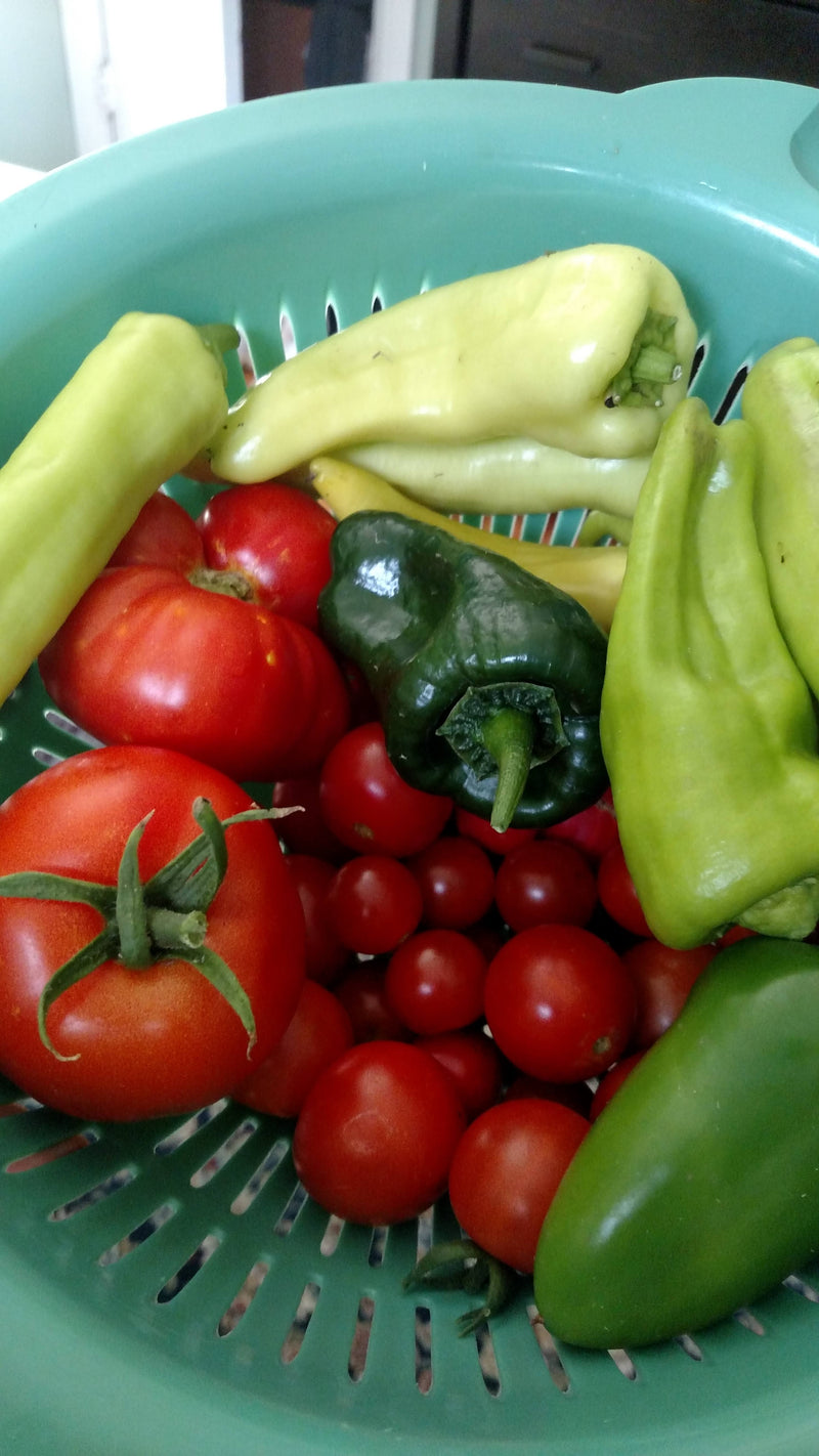 Harvest Recipes: Tomato and pepper harvest in colander
