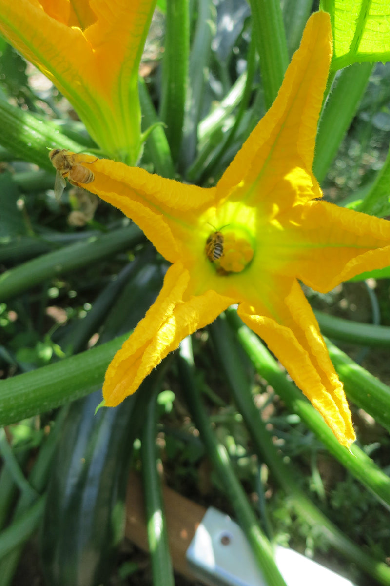 Powdery Mildew on Zucchini: Zucchini blossom shown

