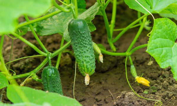 What seeds can you plant in July? Cucumbers, squash, radishes and more.