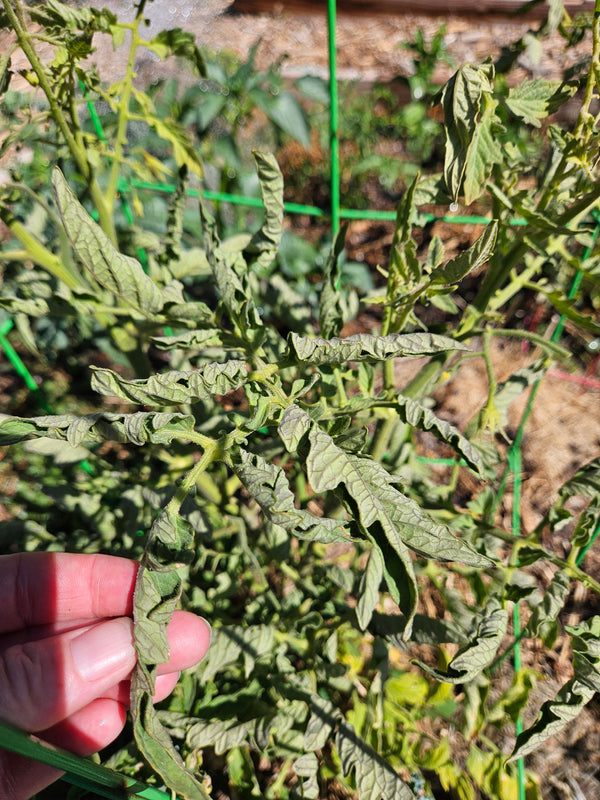 Tomato Leaves Rolling: This tomato plant looked fine a couple weeks ago, but it's been over 95˚ F for the last couple weeks, and it's suffering from the heat.&nbsp;