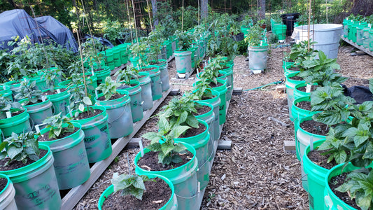Best Pepper Seeds
