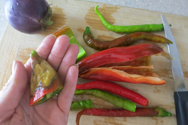 Sunscald on Peppers - pepper shown with sunscald damage in hand

