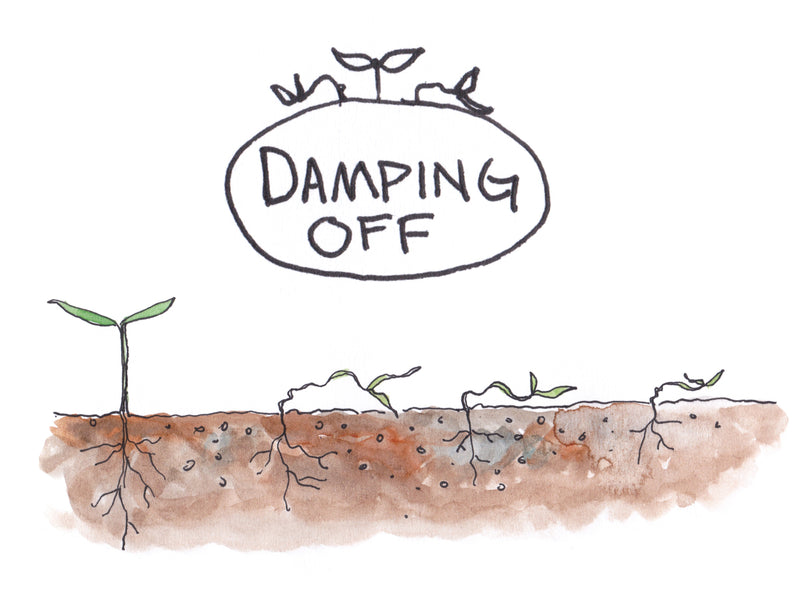 A hand-drawn illustration of seedling damping off, showing healthy young plants with roots in soil, highlighting the importance of preventing damping off in gardening.