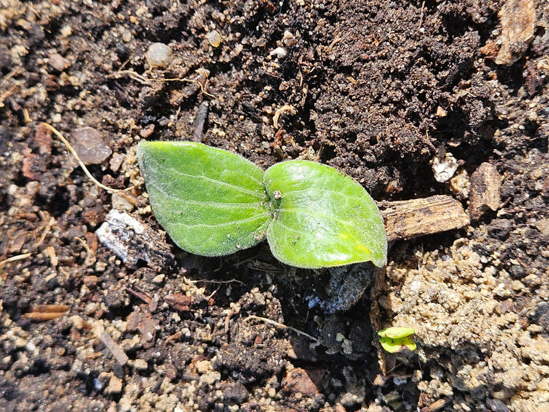 Seeds to Plant in May - Direct Sowing