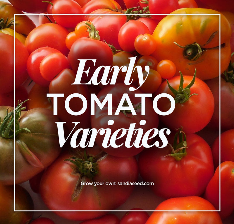 Early Tomato Varieties with tomatoes in background

