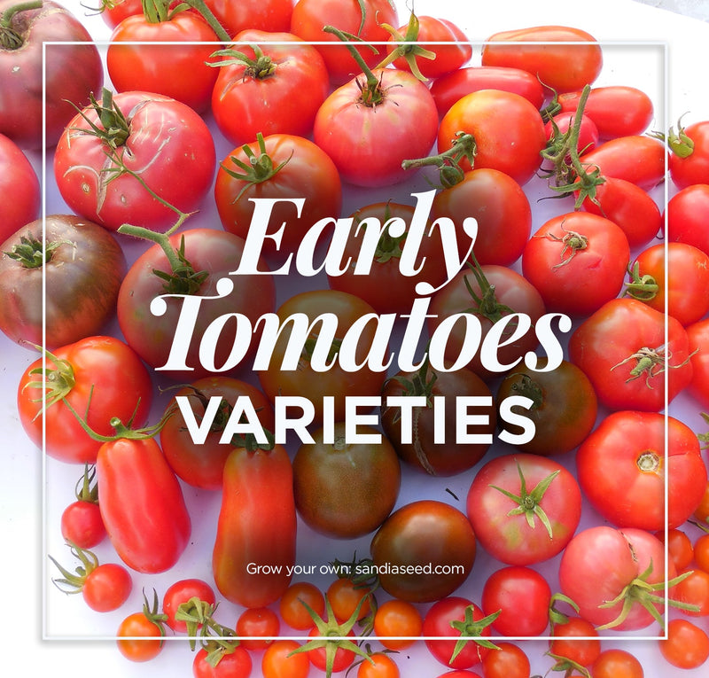 A variety of early tomatoes in different shapes and ripeness stages, showcasing vibrant red, orange, and green hues, ideal for gardening and culinary use.