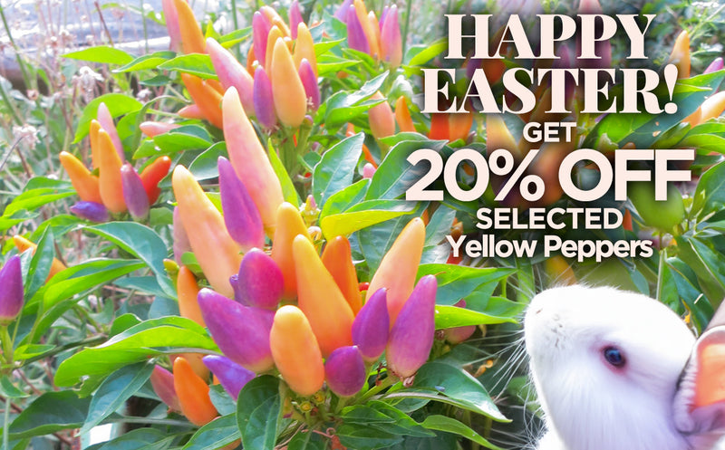 A vibrant close-up of colorful yellow pepper buds with green foliage, featuring a white rabbit in the bottom right corner, promoting a 20% off Easter sale on selected yellow pepper seeds.