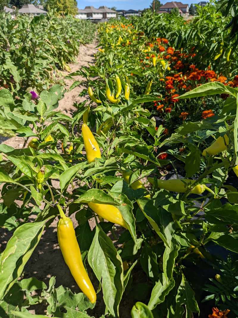 Growing Banana Peppers: A vibrant banana pepper plant with elongated yellow peppers growing among lush green leaves in a garden, with colorful flowers and residential houses in the background.