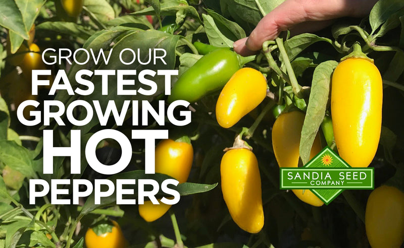 Fastest Growing Hot Peppers