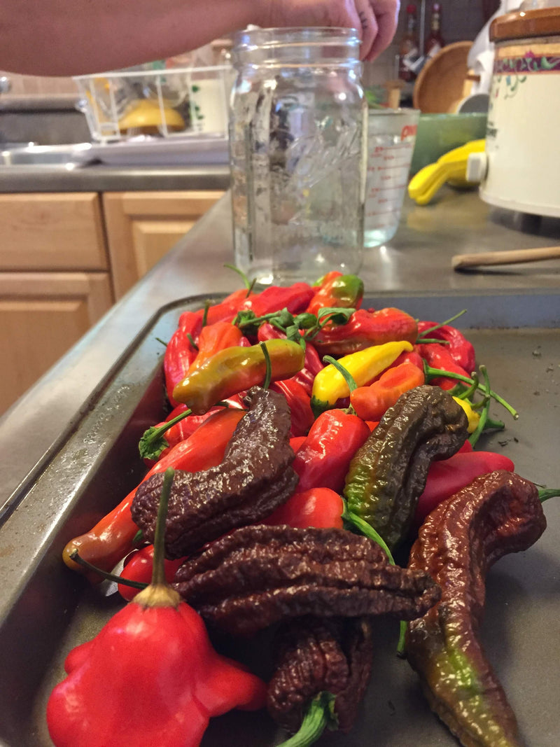 Will Ghost Peppers ripen off the Plant? These peppers can still change color of the plant if they are ripe enough. 

