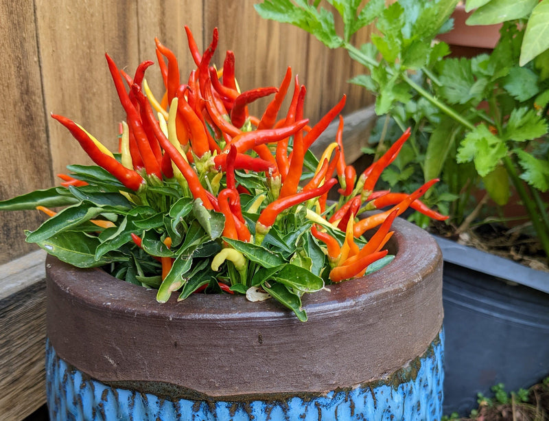 Ten great peppers for pots in small spaces! Fire and Ice Peppers