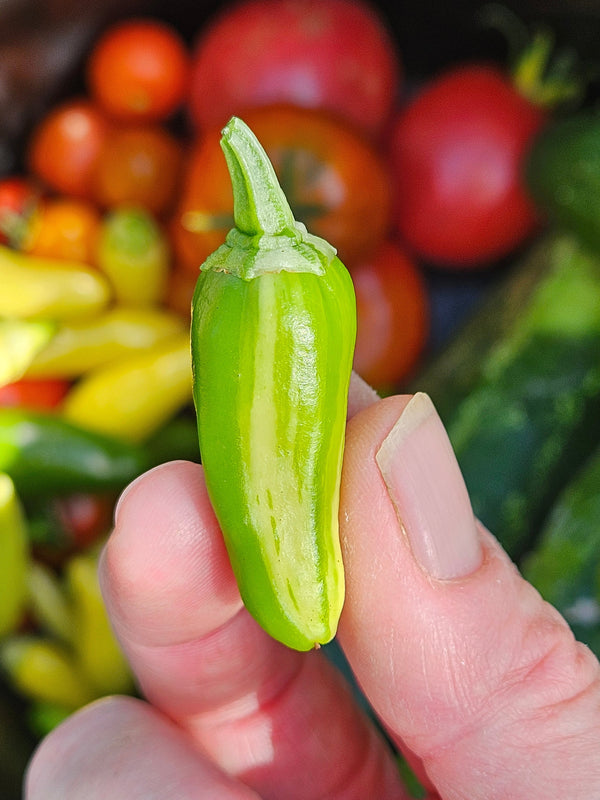 Heirloom Pepper Seeds - the Fish Pepper
