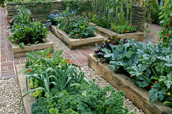 What Seeds to Plant in June