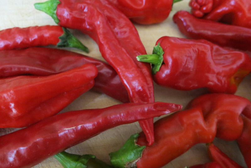 Fresh Red Chile for New Mexico Red Chile Sauce