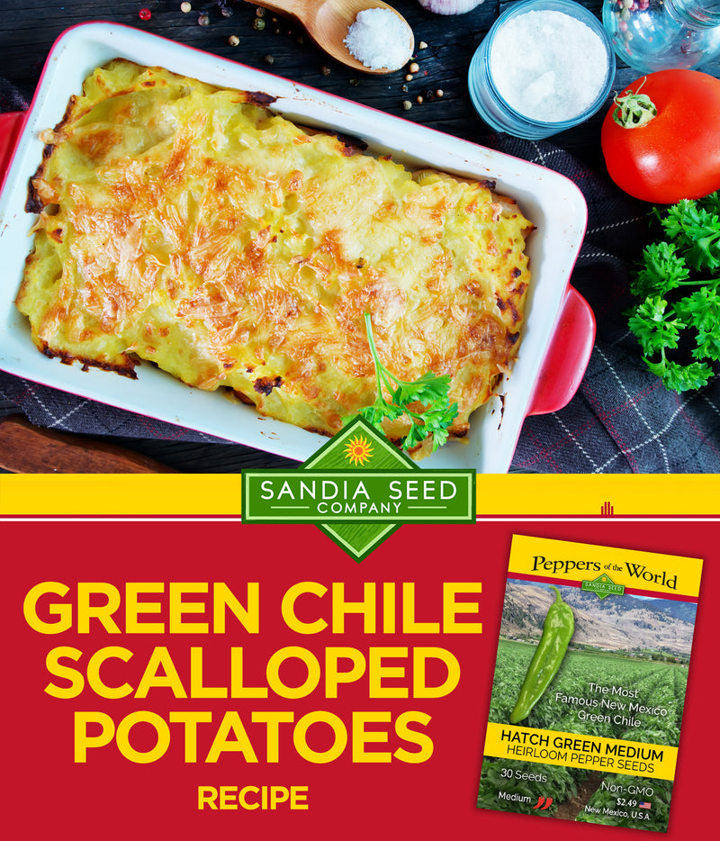 Green Chile Scalloped Potatoes Recipe