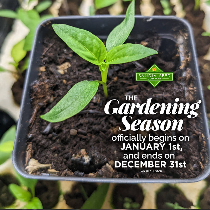 The gardening season officially begins on January 1st, and ends on December 31: A young seedling with vibrant green leaves growing in dark soil within a black plastic pot, symbolizing the start of the gardening season.