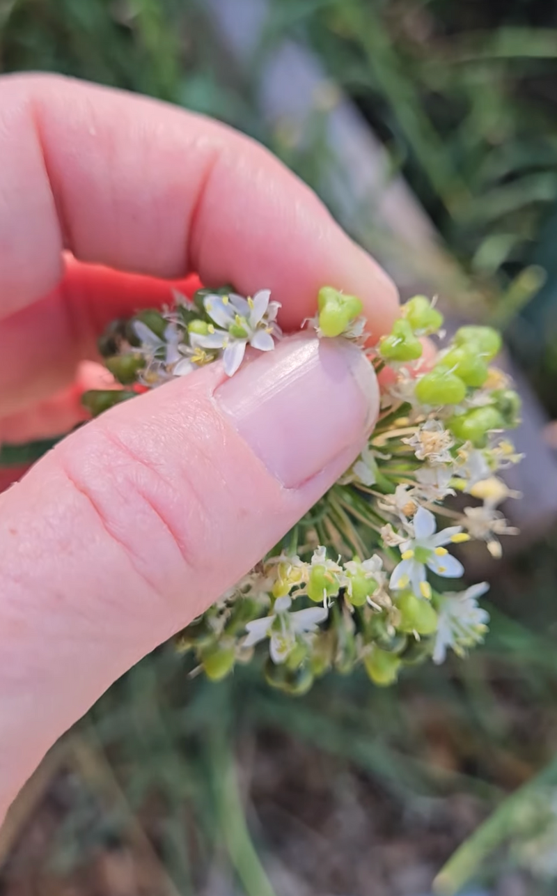 Garlic Chives - eat the Seedheads!
