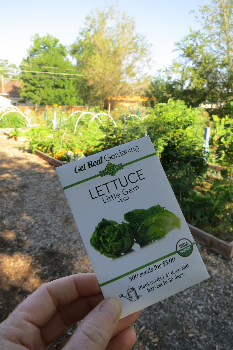 Little Gem Lettuce Seeds - Organic