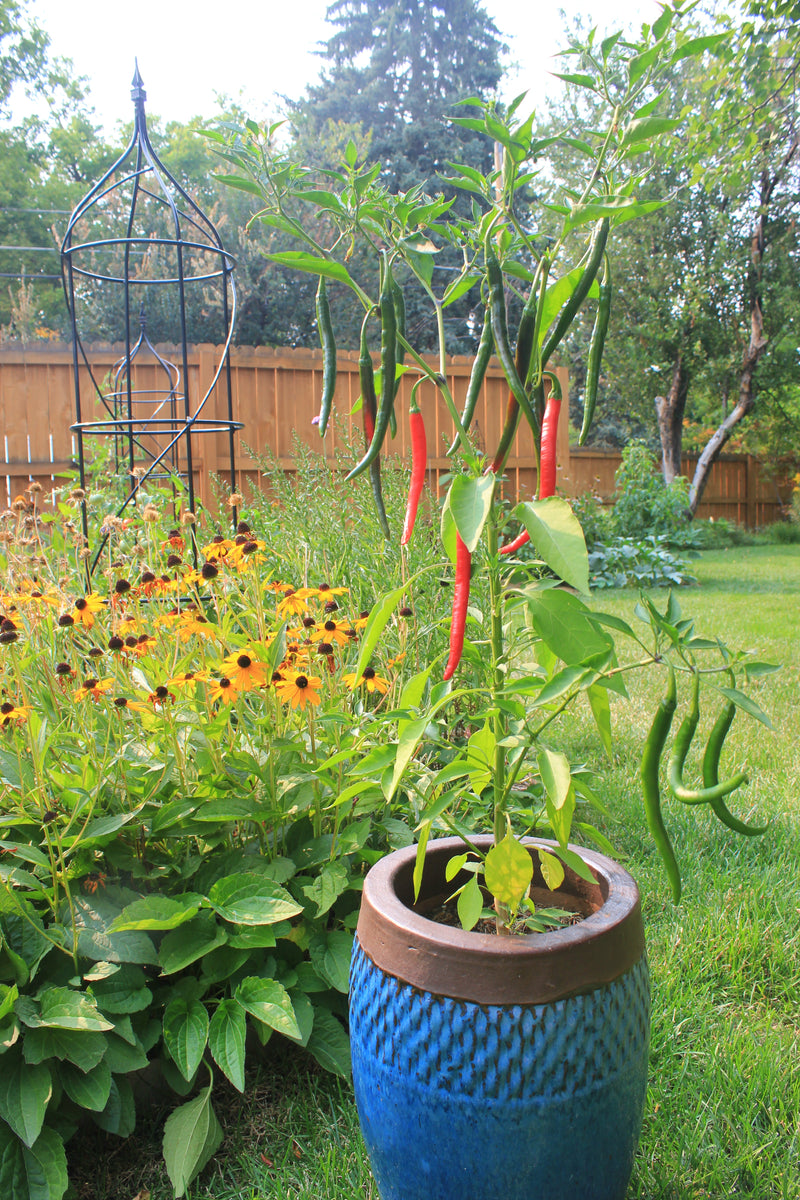 Potted Pepper Plants: Ring of Fire pepper plant in pot in garden
