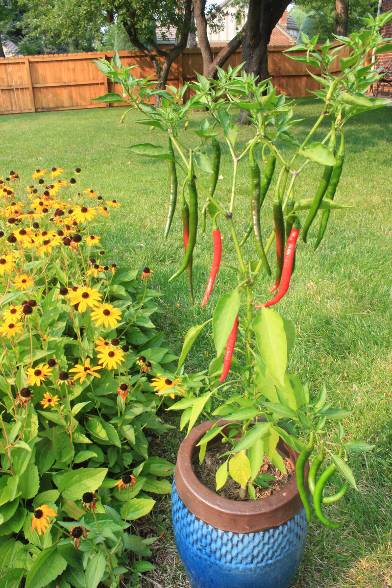 Can you put pepper plants together in one big pot?