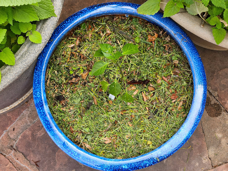  Conserve Nutrients in your Vegetable Pots with Mulch - Grass Clippings
