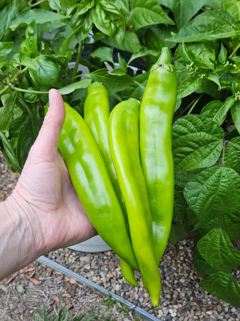 Green Chile Seeds - biggest selection in all heat levels!