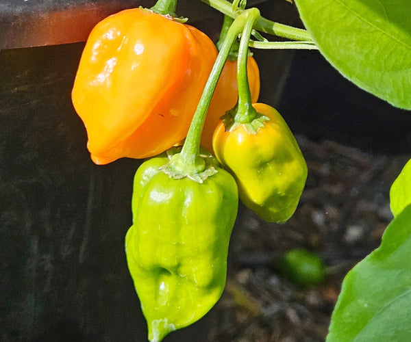 Green Habanero Peppers - What to do with unripe Habaneros – Sandia Seed ...
