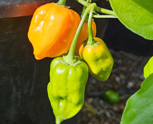 Green Habanero Peppers - What to do with unripe Habaneros