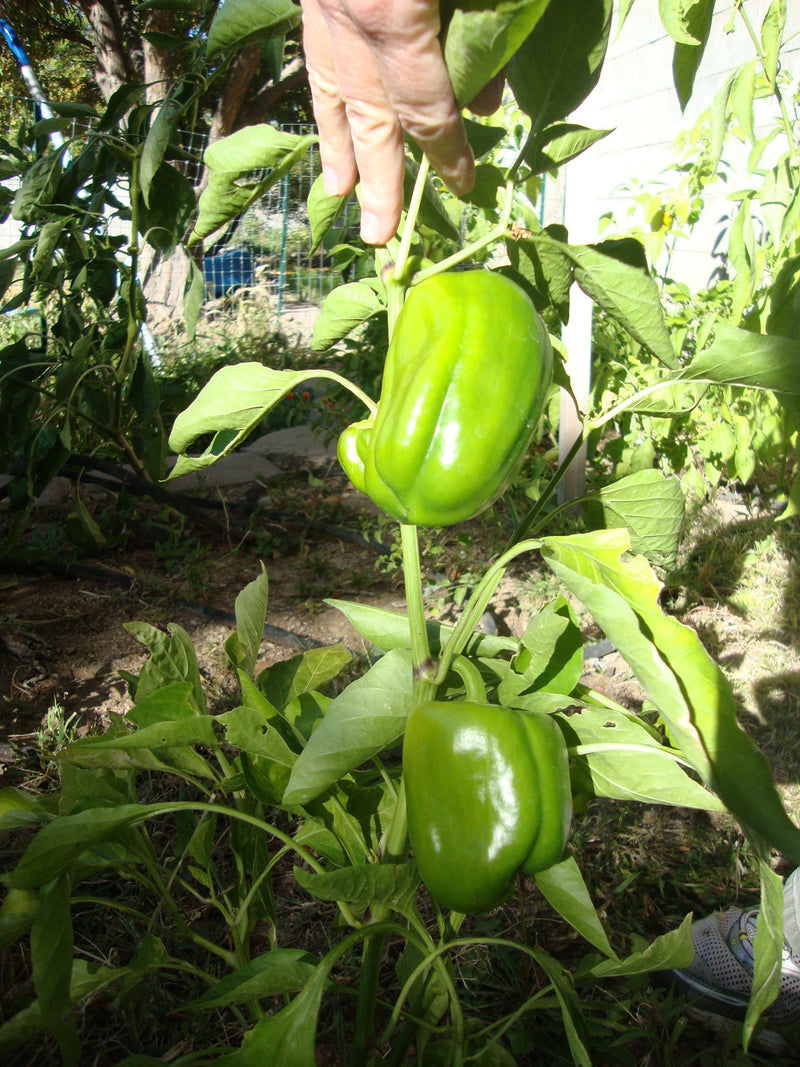 Top 15 questions about Bell Peppers - bell pepper in garden

