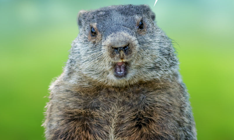 Happy Groundhog Day! $5 Off Seeds Sale