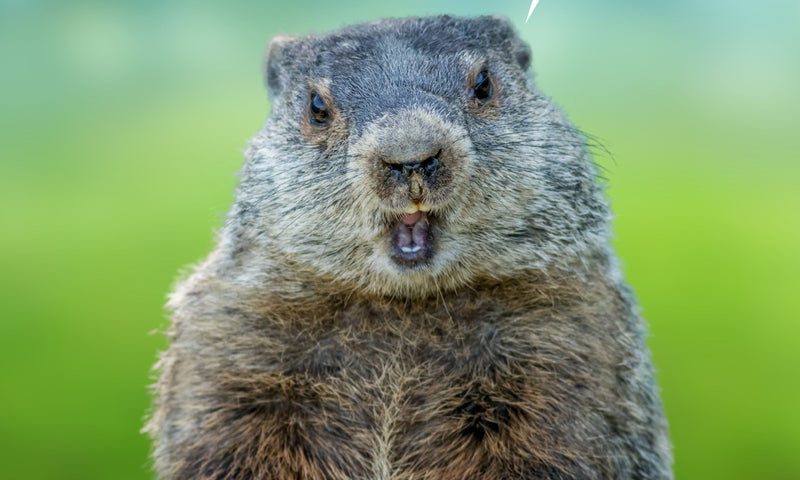 Close-up of a curious groundhog with surprised expression, celebrating Groundhog Day with a $5 seeds sale, perfect for gardening enthusiasts.