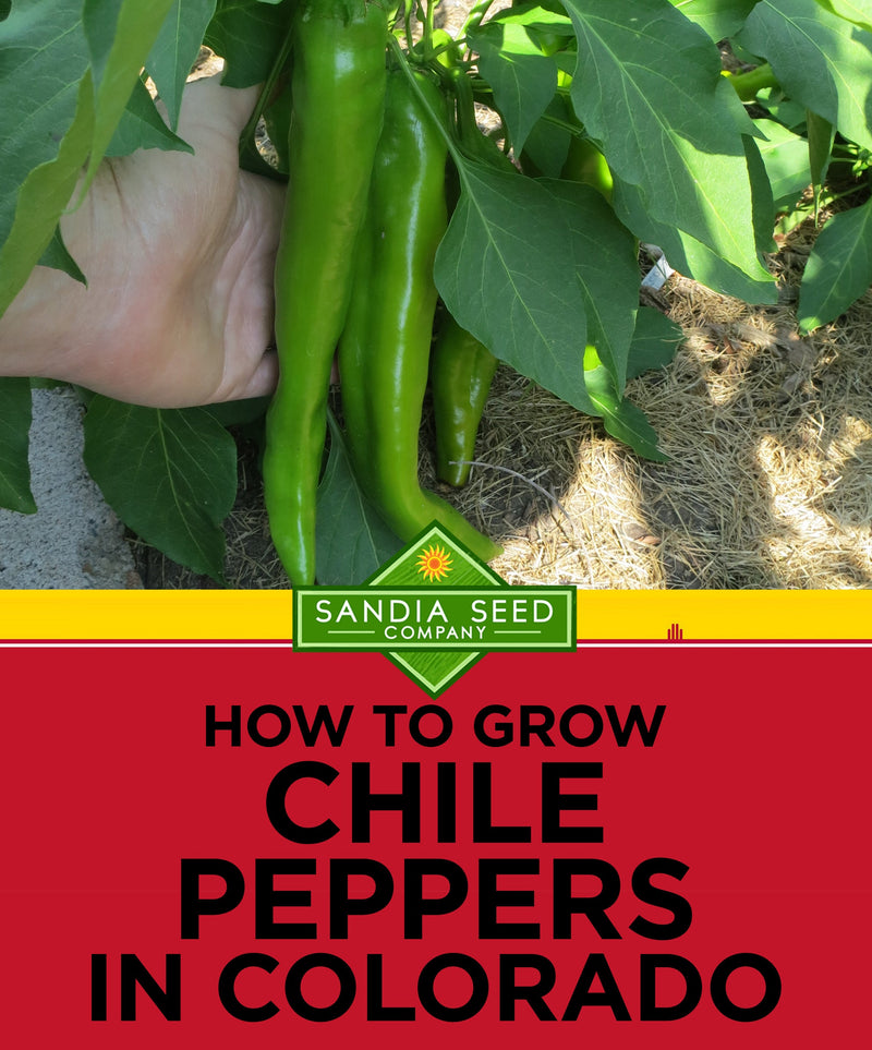 How to Grow Chile Peppers in Colorado

